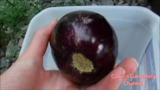 black beauty eggplant, when to harvest your eggplants, why did my eggplant loose its shine