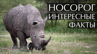 Носорог - интересные факты (С Фото и Видео)