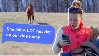 IF HORSES COULD TEXT (*funny )