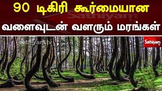 90 டிகிரி கூர்மையான வளைவுடன் வளரும் மரங்கள் | Tree Grow | 90 Degree | Web Special | Sathiyam Tv