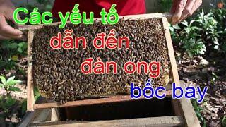 Các nguyên nhân dẫn đến đàn ong bốc bay