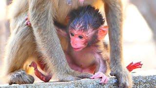 LIVE : Wow very Smart...Tiny Monkey MOYES Began To Want To Learn To Walk his First Step