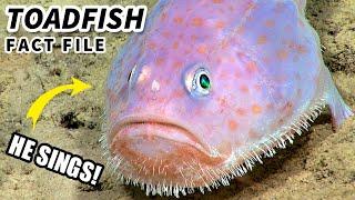 Toadfish Facts: the SINGING Fish  Animal Fact Files