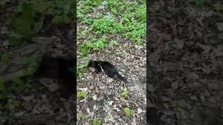 Если бы Тимка умел говорить #рекомендации #врек #тимка #залити