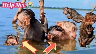 OMG!!  Poor Monkeys Helplessly Waiting For Help || Monkeys Babies Poor