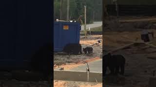 Mama bear and two cubs in Navarre Fl.