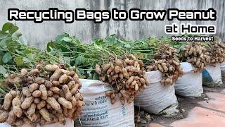 Brilliant Idea | Recycle Bag to Grow Peanut at Home / No Need Garden Can Grow Peanut at Home