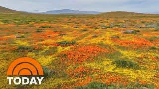 California hills burst with color in rare wildflower ‘superbloom’