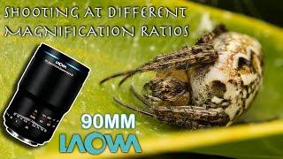 Why the Laowa 90mm is my go-to Macro Lens in the Field