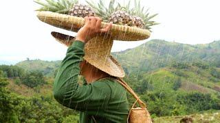 Harvesting Pineapple Cooking Native Chicken ADOBO | Country side life by Kabagis