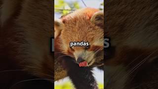 Adorable Red Pandas: Nature's Cutest Climbers!