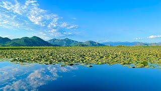 Skadarsko Jezero / Vranjina / National Park / Skadar Lake /  Montenegro 4K