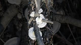 Trametes gibbosa (lumpy bracket) - there is all year round but we cannot eat it