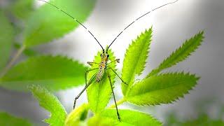 WHAT IS THIS strange insect Eating my Rose Hips Plant?