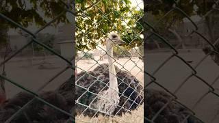 The ostrich big bird in the world #birds #ostrich