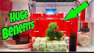 IN SUMP REFUGIUM Setup FOR SALTWATER AQUARIUM (STUNNING)