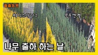 블루엔젤과 써니스마라그 인기가 참 좋습니다