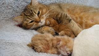 Mother cat Charo cuddles her baby kittens so lovingly!