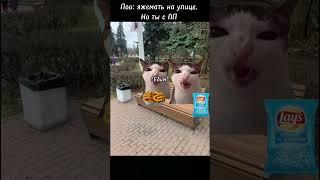 Яжемать серия 14 #kotiki #memes #cat #яжемать #яжесын