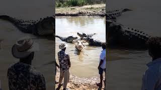 Crocodile Attacks Buffalo#People Rescue from Shore#Crocodile Attack#Buffalo#River Crisis