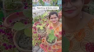 Repotting of falsa plant / grow falsa at home / grow falsa from seeds #shorts #shortsfeed #yt #trend