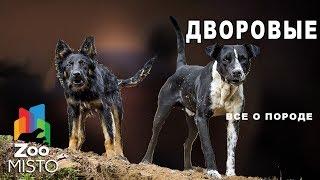 Дворовые - Все о породе собак | Собаки пород дворовые