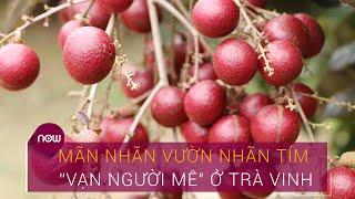 Mãn nhãn vườn nhãn tím "vạn người mê" ở Trà Vinh | VTC Now