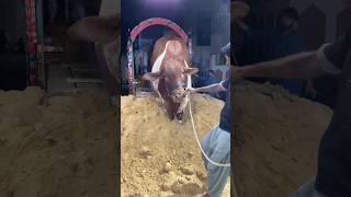 Browne janwar unloading 2024 cow