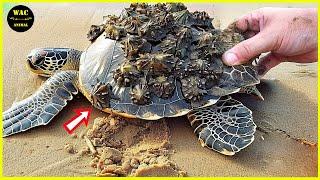 200 Animals That Asked People for Help & Kindness Caught On Camera ! #80
