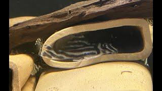 Zebra Pleco Unboxing - L046 Hypancistrus #l046 #zebrapleco #hypancistrus