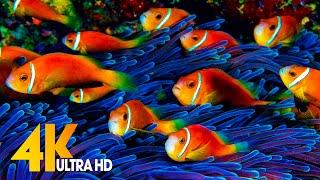 Aquarium 4K VIDEO (ULTRA HD) - Beautiful Coral Reef Fish - Sleep Relaxing Meditation Music
