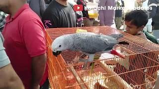 Lalukhet Sunday Birds Market  | Cheap Birds in Pakistan |  Biggest Pets Market