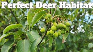 5 Deer Shrubs You Should Consider Planting on Your Hunting Property