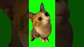 Cat meowing green screen #MurdoinkGreenScreen