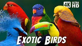 Most Exotic Birds | Relaxing Bird Sounds | Breathtaking & Colorful Nature | Stress Relief Sounds