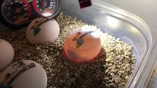 Candling baby tortoise egg