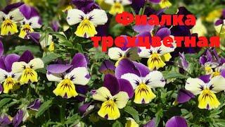 Фиалка трехцветная. Мелкие и  яркие цветы !