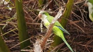 Feral Quaker (aka Monk) Parakeet