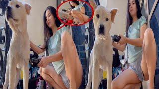 Vanessalyn Cayco | Dog Grooming