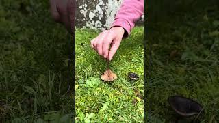 The Goblet :) #wildmushrooms #ediblemushrooms #wildfooduk #mushrooming