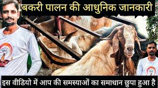 bakri palan ki jankari || bakri palan kaise karen|| बकरी पालन की सटीक जानकारी