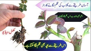 How to grow rose cuttings in january to march | gulab ki kalam kaise lagaen