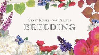 Star® Roses and Plants: Breeding