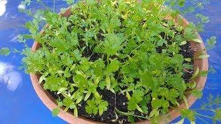 How to Grow Cilantro/Coriander/Dhaniya At Home (with actual results)