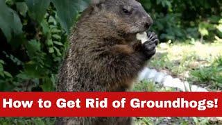 How to Get Rid of Groundhogs Fast: No More Groundhog Day!