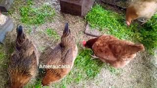 #BACKYARD CHICKENS#Rhode Island Red, ISA Brown, Easter Egger, Buff Orpington, Ameraucana, Wyndotte