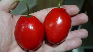 ⟹ Manzano Red Pepper | Capsicum pubescens | Pod Review