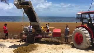 Sargassum Cleanup in San Pedro, Belize