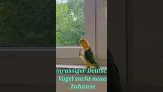 Reinrassiger Deutscher Vogel sucht neues Zuhause #trending #shortsfeed #viral #Witz #jokes #Erika