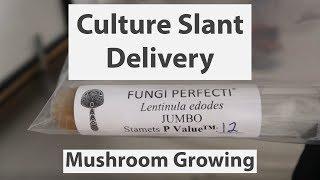 Fungi Perfecti Culture Slant delivery